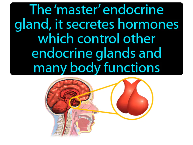 Pituitary Gland Definition Pituitary Gland Definition