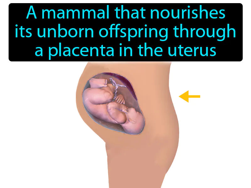 Placental Mammal Definition