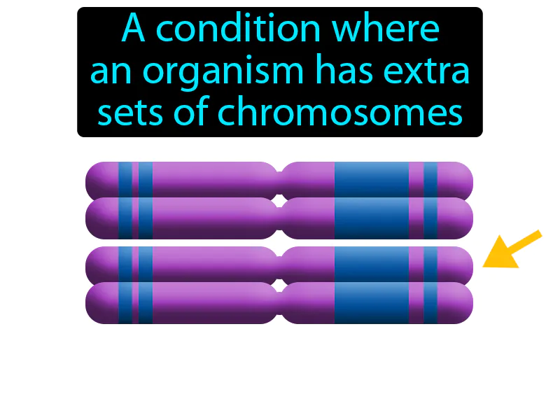 Polyploidy Definition