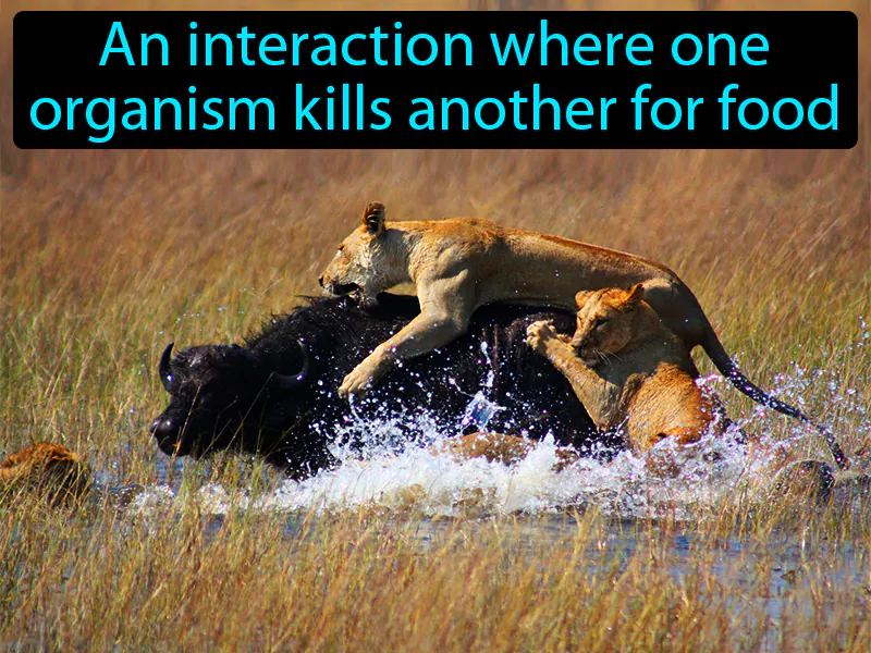 Predation Definition