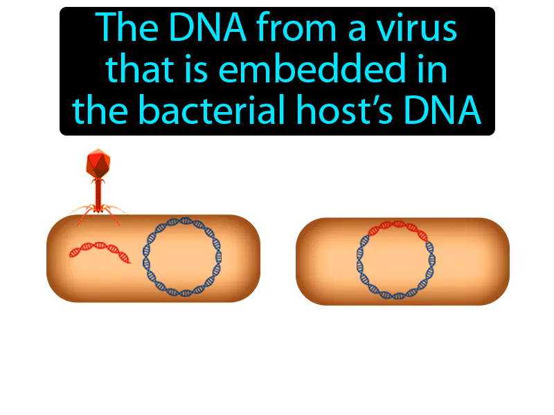 Prophage Definition Prophage Definition