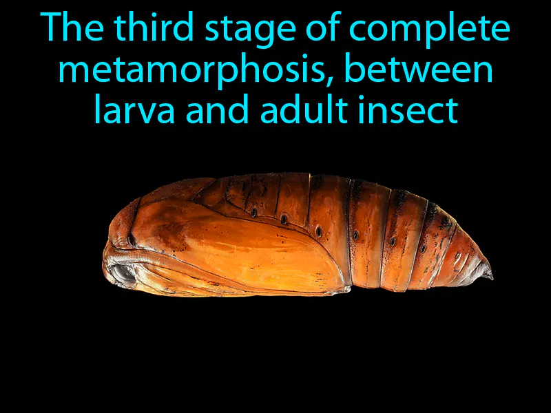 Pupa Definition
