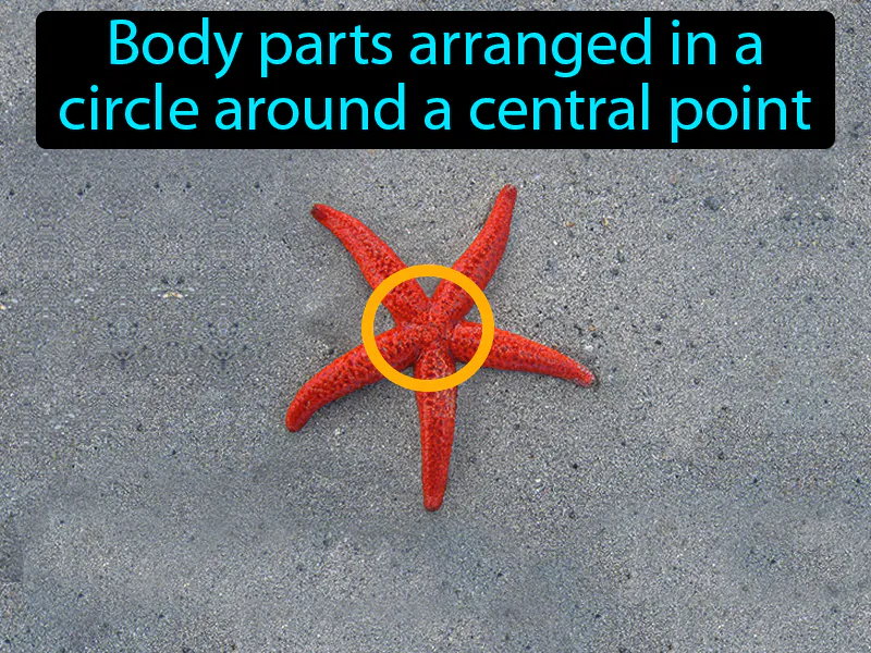 Radial Symmetry Definition Radial Symmetry Definition