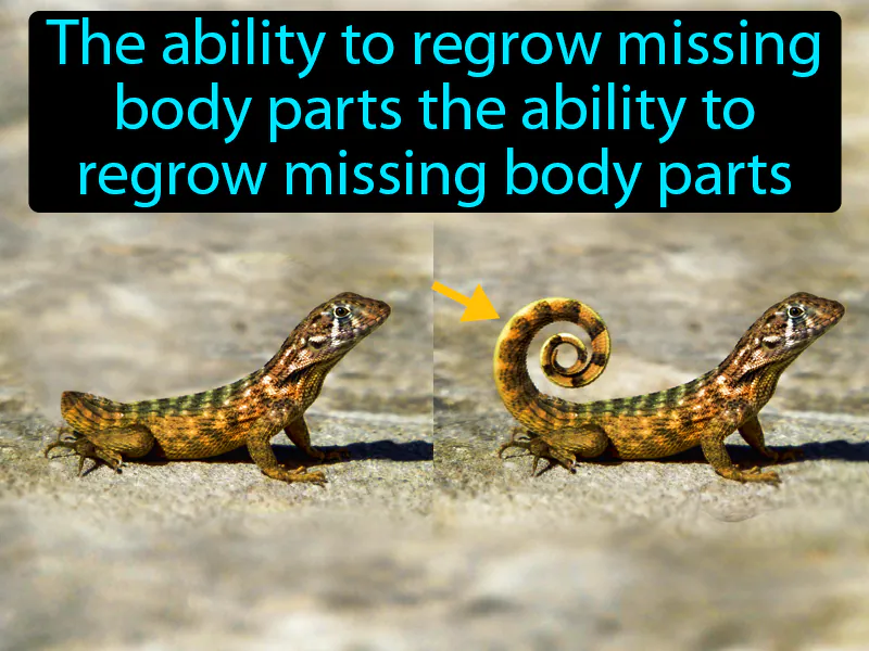 Regeneration Definition