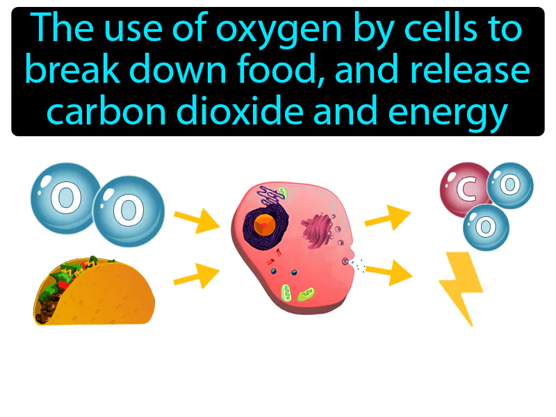 Respiration Definition