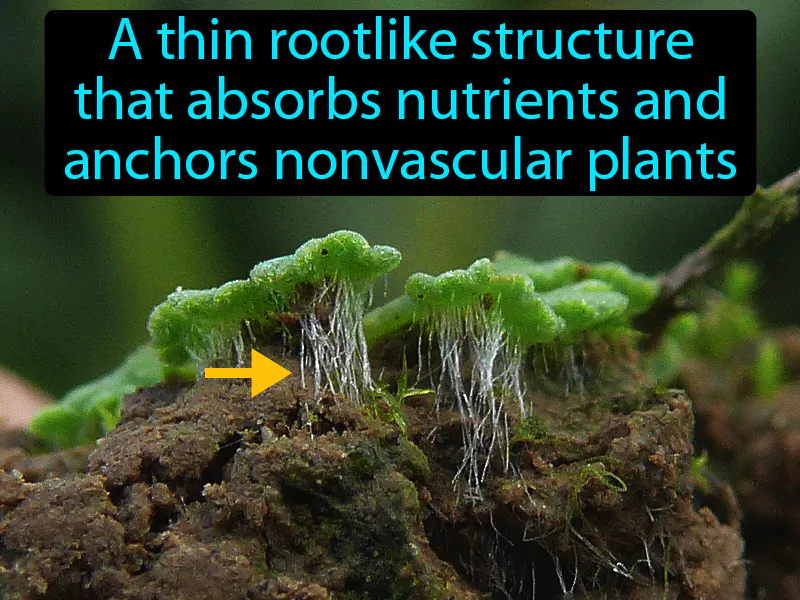 Rhizoid Definition Rhizoid Definition