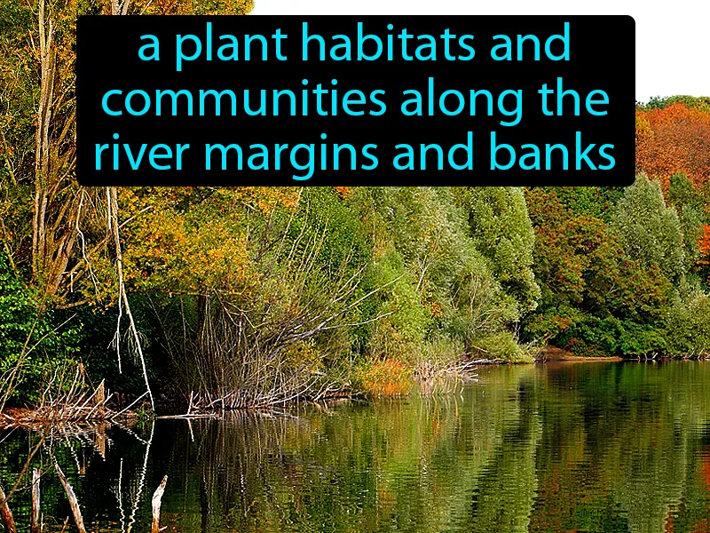 Riparian Vegetation Definition