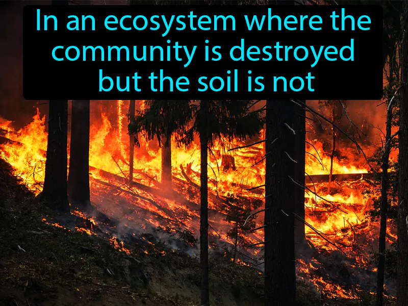 Secondary Succession Definition