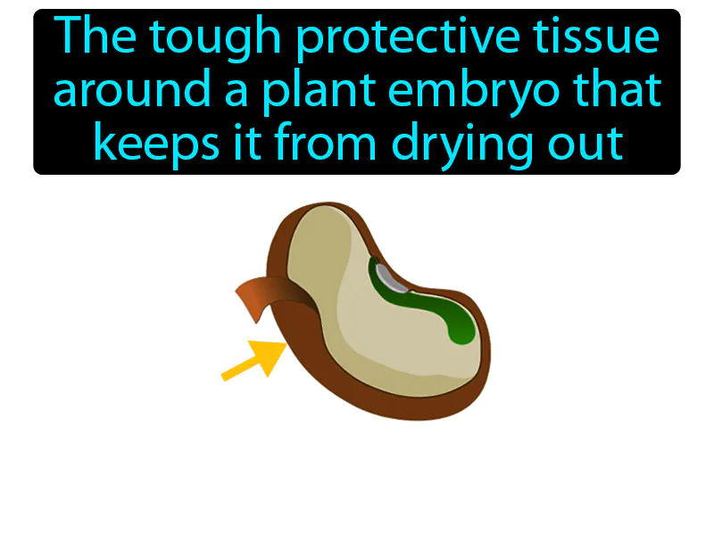 Seed Coat Definition Seed Coat Definition