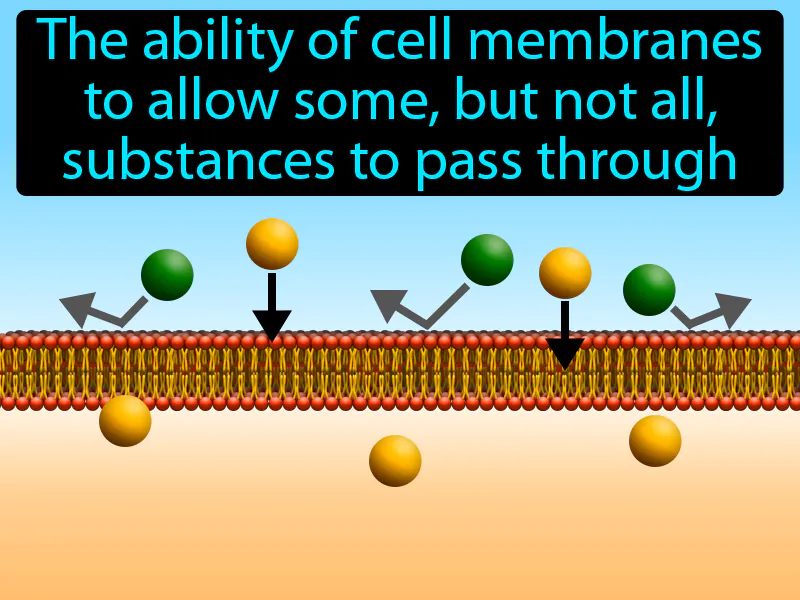 Selective Permeability Definition