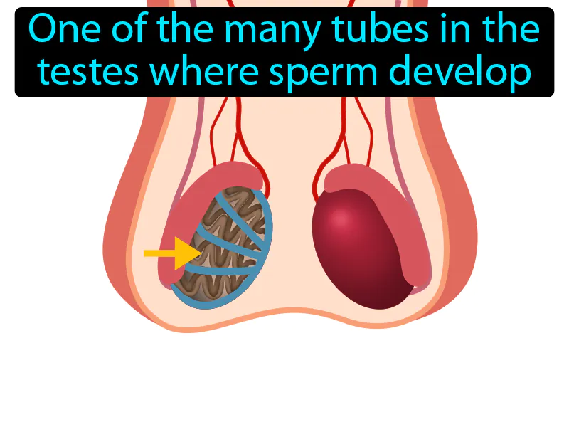 Seminiferous Tubule Definition