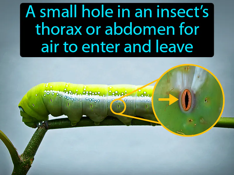 Spiracle Definition Spiracle Definition