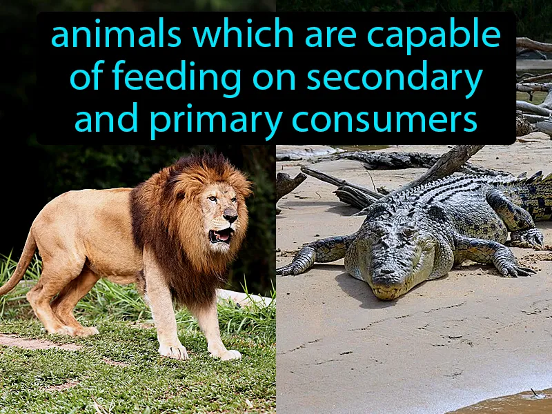 Tertiary Consumers Definition