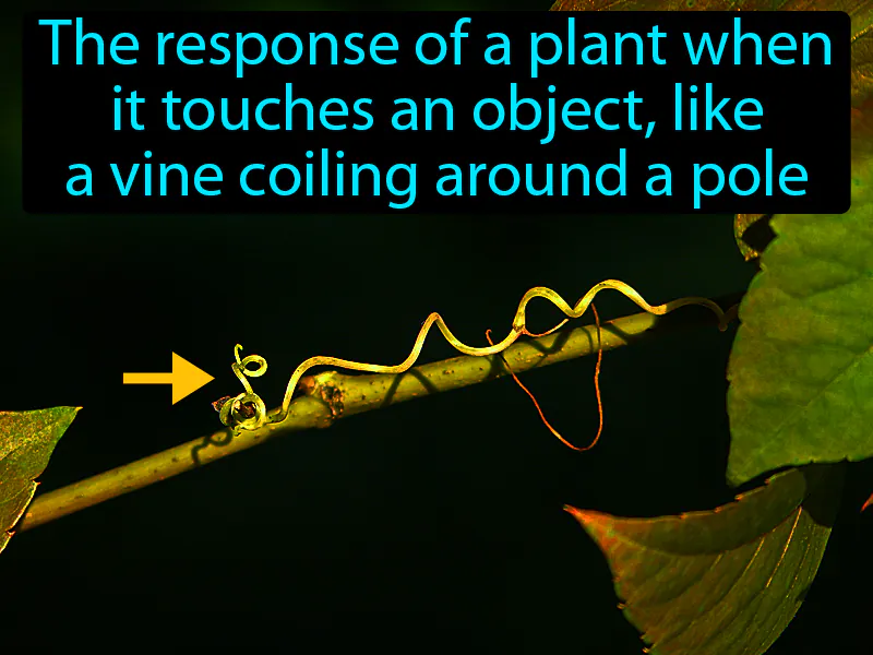 Thigmotropism Definition