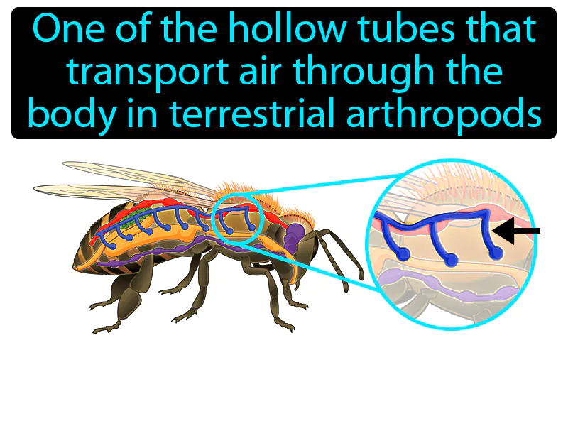 Tracheal Tube Definition