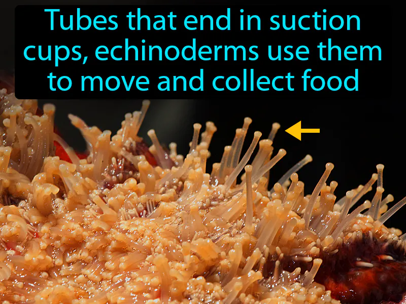 Tube Feet Definition Tube Feet Definition