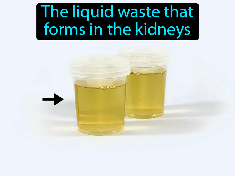 Urine Definition