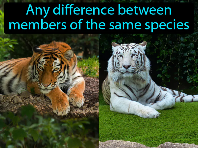 Variation Definition Variation Definition