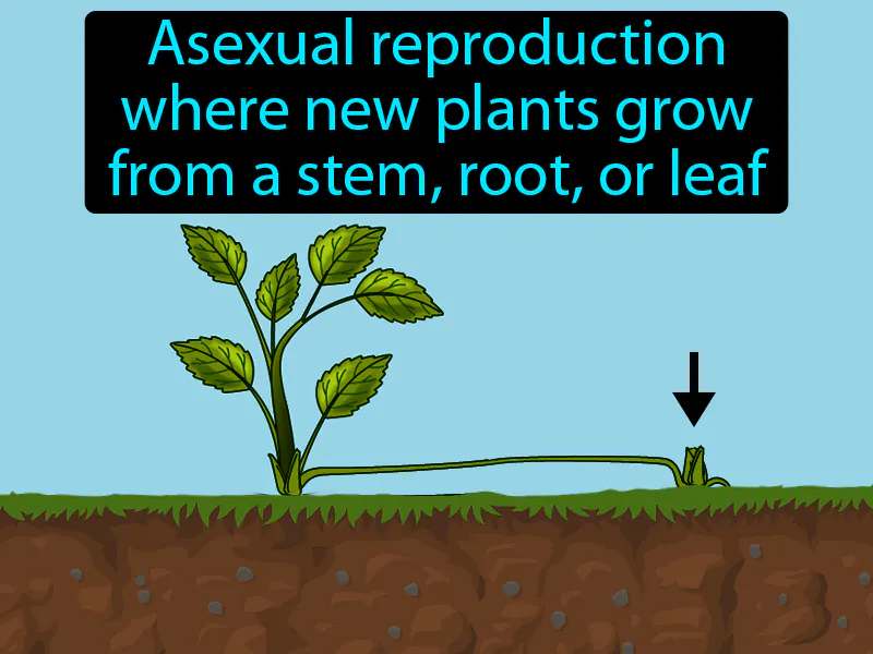 Vegetative Reproduction Definition