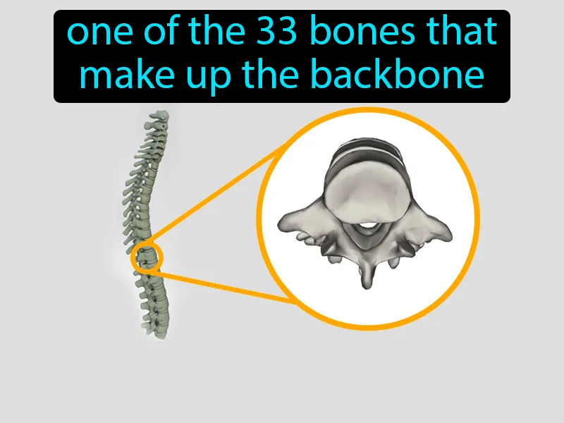 Vertebrae Definition