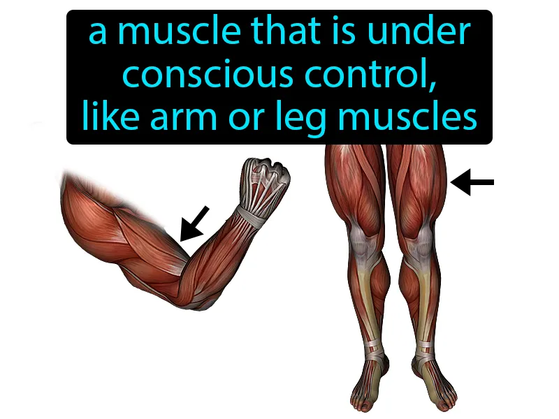 Voluntary Muscle Definition Voluntary Muscle Definition