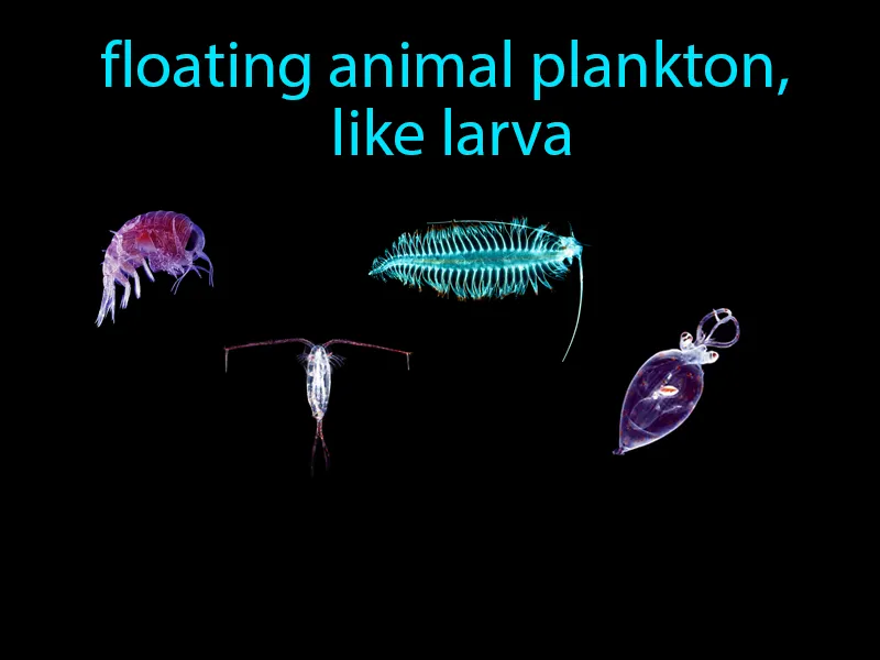 Zooplankton Definition Zooplankton Definition