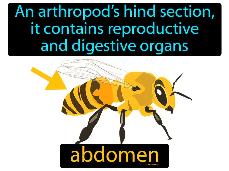 Abdomen Definition Abdomen Definition