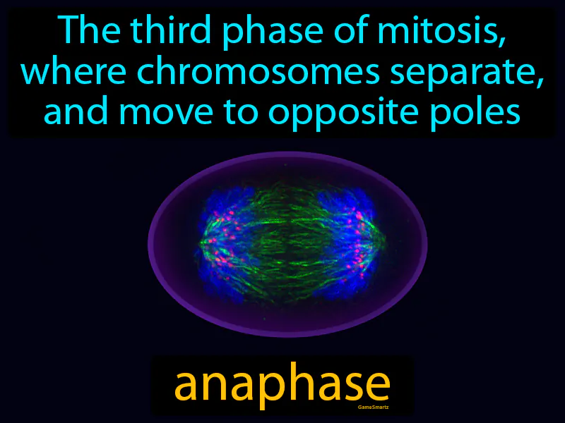 Anaphase Definition Anaphase Definition