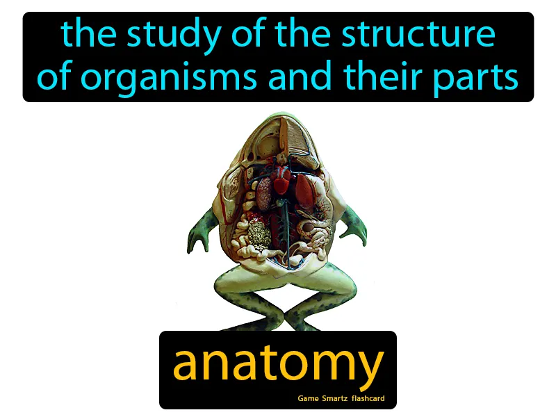 Anatomy Definition Anatomy Definition
