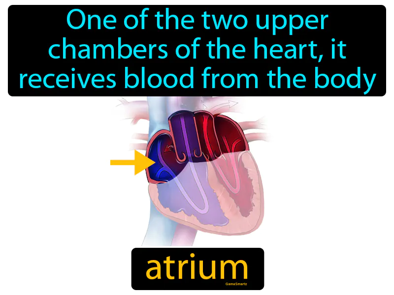Atrium Definition Atrium Definition