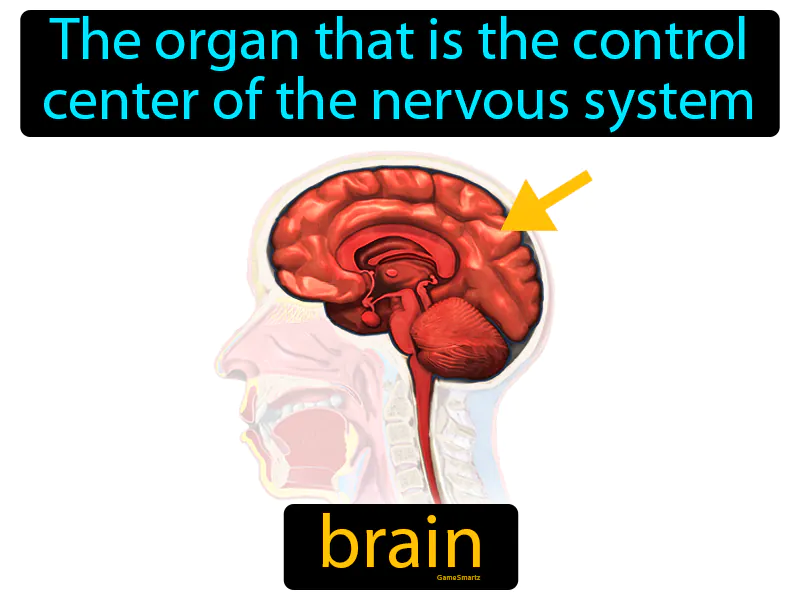 Brain Definition Brain Definition