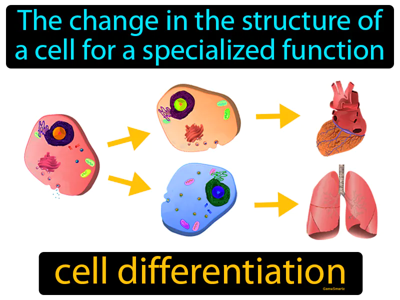 Cell Differentiation Definition Cell Differentiation Definition