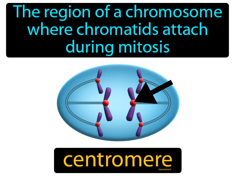 Centromere Definition Centromere Definition