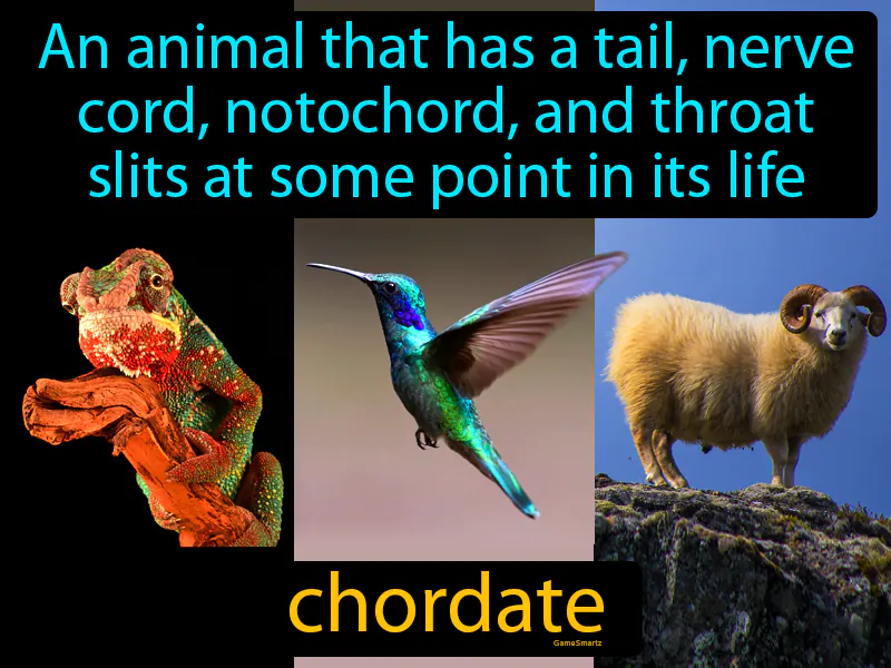 Chordate Definition Chordate Definition