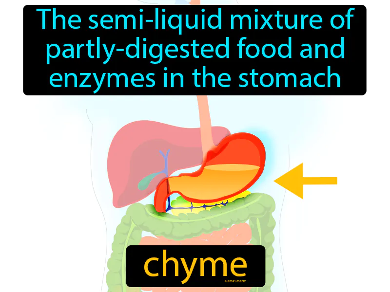 Chyme Definition Chyme Definition