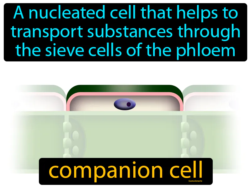 Companion Cell Definition Companion Cell Definition