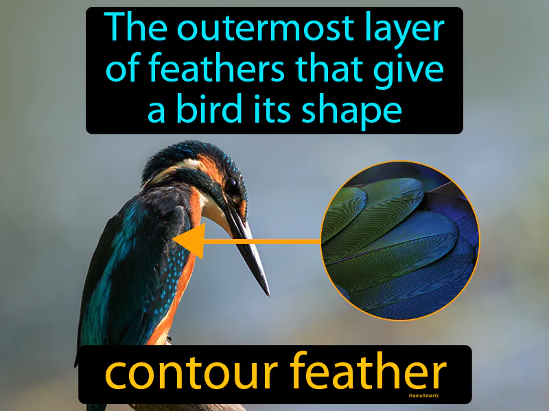 Contour Feather Definition Contour Feather Definition