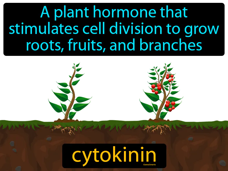 Cytokinin Definition Cytokinin Definition