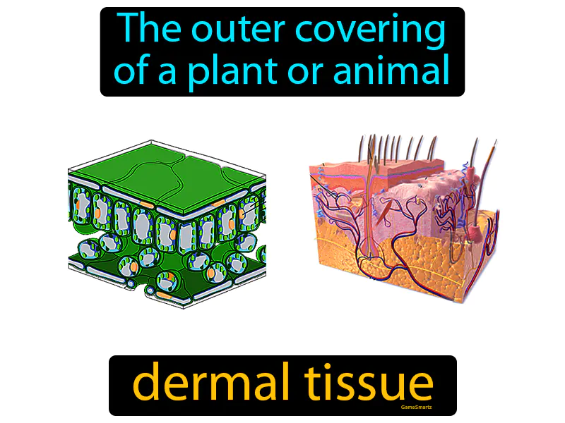 Dermal Tissue Definition Dermal Tissue Definition