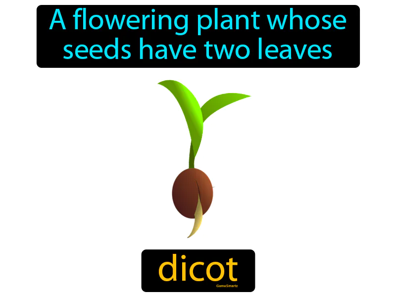 Dicot Definition Dicot Definition