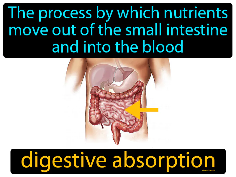 Digestive Absorption Definition Digestive Absorption Definition