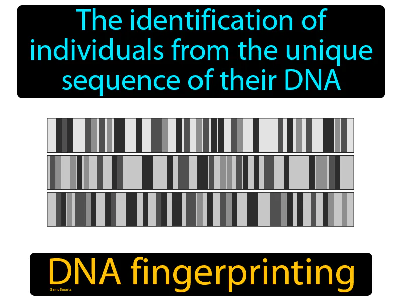 DNA Fingerprinting Definition DNA Fingerprinting Definition