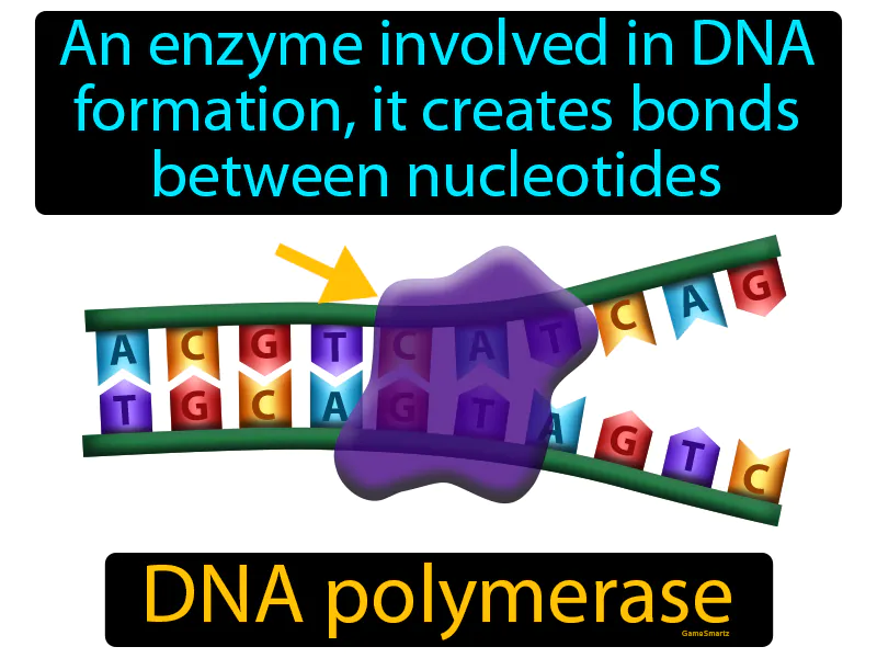 DNA Polymerase Definition DNA Polymerase Definition