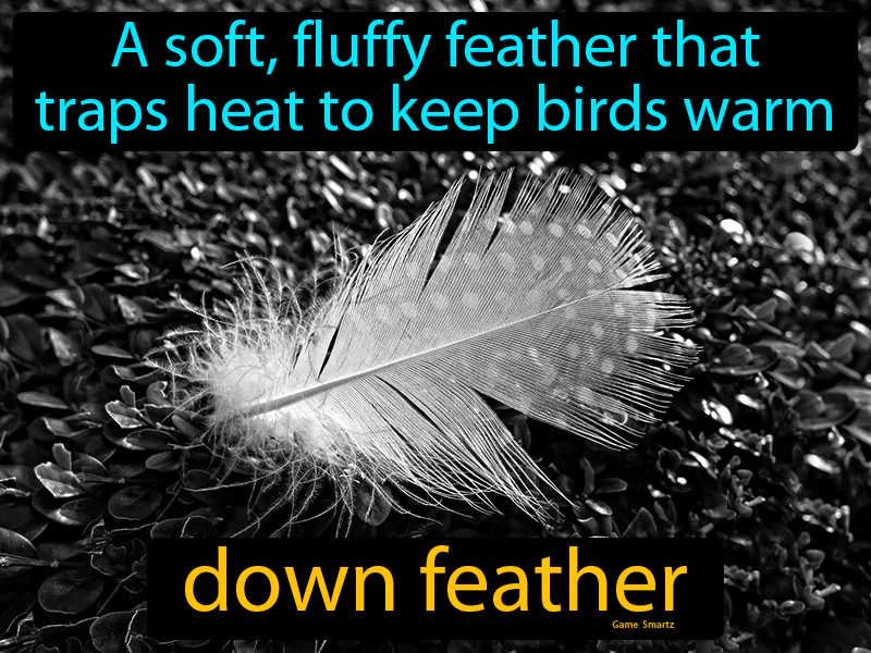 Down Feather Definition Down Feather Definition