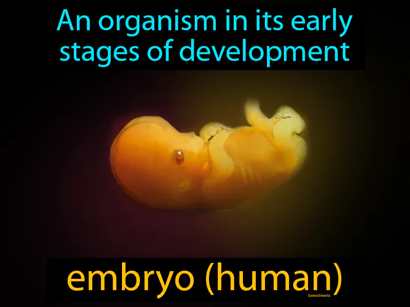 Embryo Definition Embryo Definition
