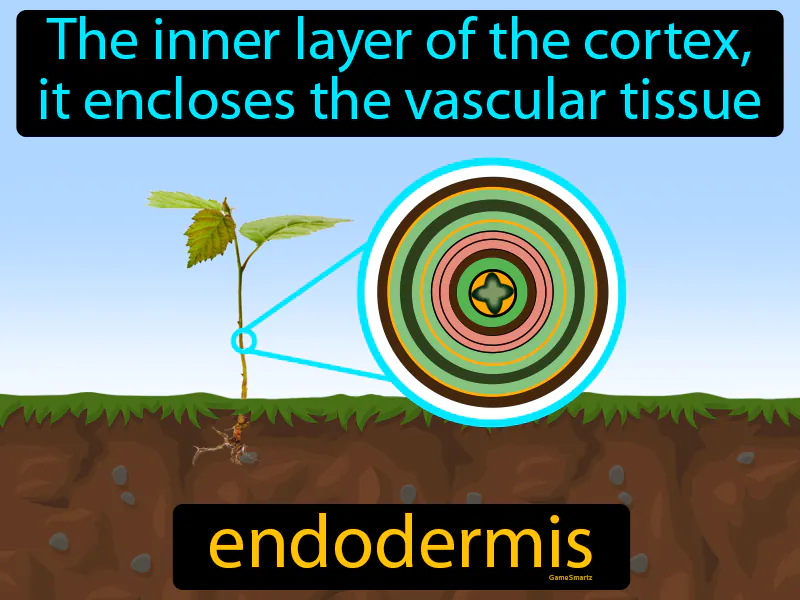 Endodermis Definition Endodermis Definition