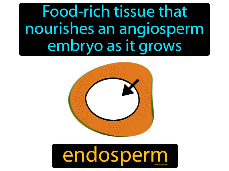 Endosperm Definition Endosperm Definition