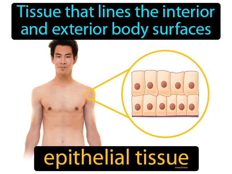 Epithelial Tissue Definition Epithelial Tissue Definition