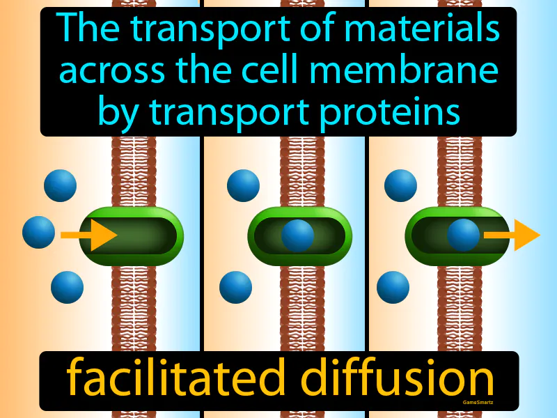 Facilitated Diffusion Definition Facilitated Diffusion Definition