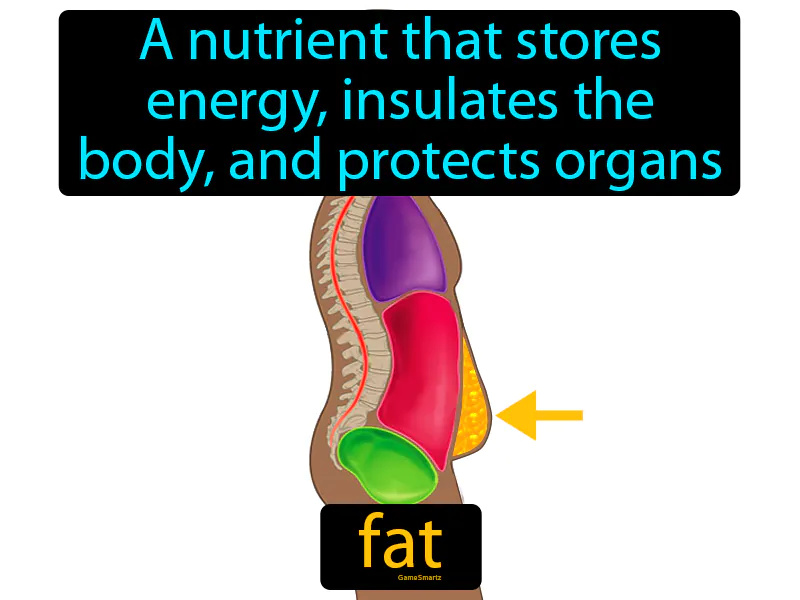 Fat Definition Fat Definition
